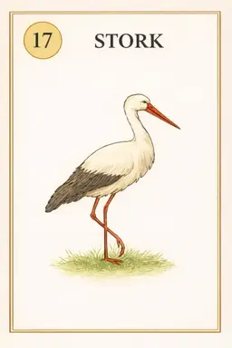 Stork